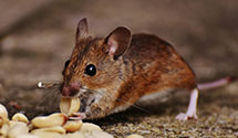 24 Hour & Emergency Exterminators in Kenmare, ND